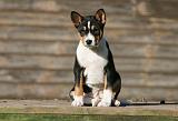 BASENJI 176